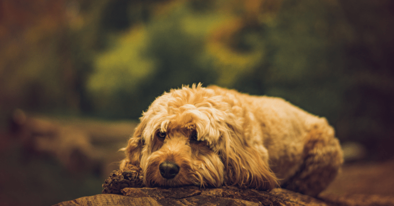 cavapoo dog lying down outdoors