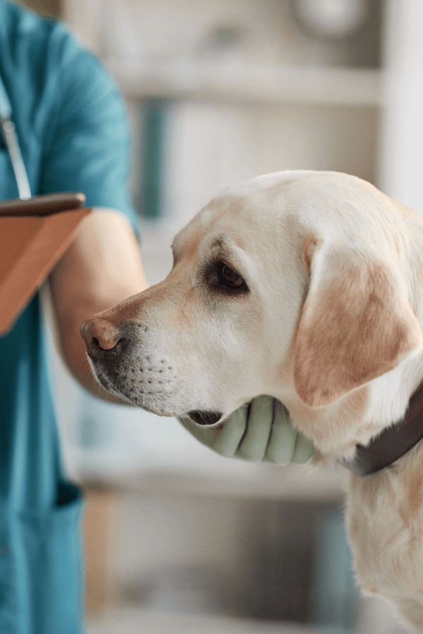 vet examining Labrador dog