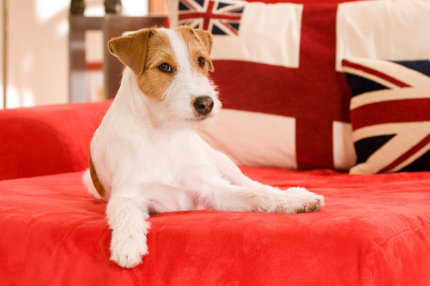 jack russell terrier lying on union jack sofa