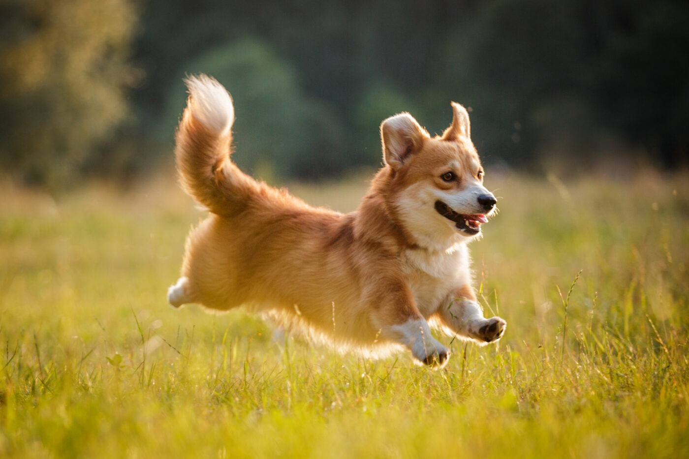 corgi dog running on grass